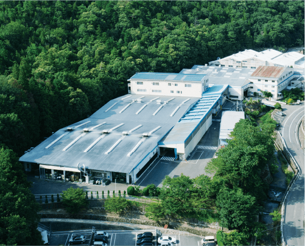 Asa Plant